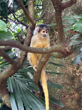 石垣やいま村に投稿された画像（2025/5/6）