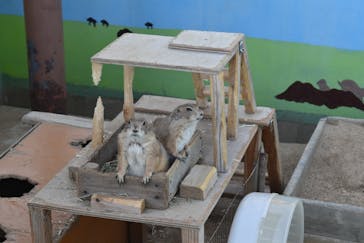 淡路ファームパーク イングランドの丘に投稿された画像（2025/5/6）