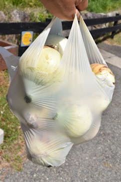 淡路ファームパーク イングランドの丘に投稿された画像（2025/5/6）