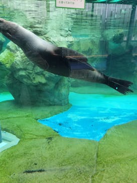京都水族館に投稿された画像（2025/5/6）