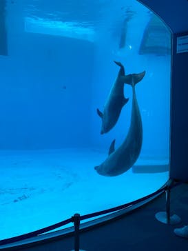 名古屋港水族館に投稿された画像（2025/5/6）