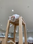 Cat Café MOFF コクーンシティさいたま新都心店に投稿された画像（2025/5/6）