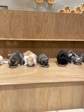 Cat Café MOFF コクーンシティさいたま新都心店に投稿された画像（2025/5/6）