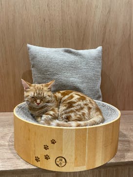 Cat Café MOFF コクーンシティさいたま新都心店に投稿された画像（2025/5/6）