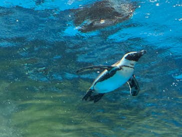 サンシャイン水族館に投稿された画像（2025/5/6）