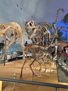 福井県立恐竜博物館に投稿された画像（2025/5/6）