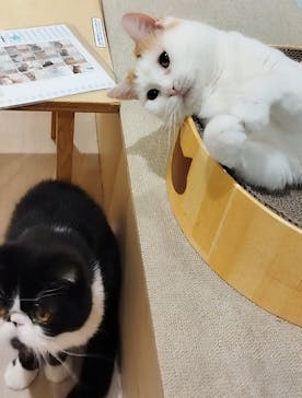 Cat Café MOFF 静岡PARCO店に投稿された画像（2025/5/6）
