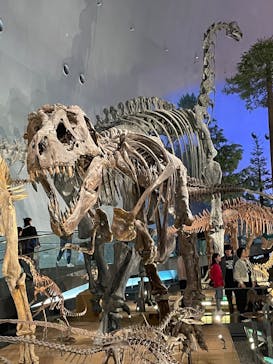 福井県立恐竜博物館に投稿された画像（2025/5/6）
