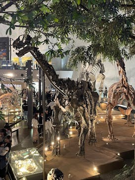 福井県立恐竜博物館に投稿された画像（2025/5/6）