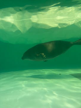 滋賀県立琵琶湖博物館に投稿された画像（2025/5/6）