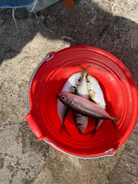 城崎マリンワールドに投稿された画像（2025/5/6）