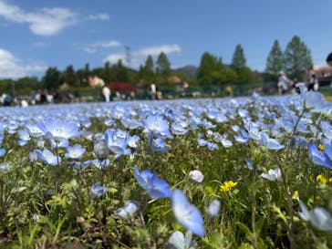 滋賀農業公園ブルーメの丘に投稿された画像（2025/5/6）