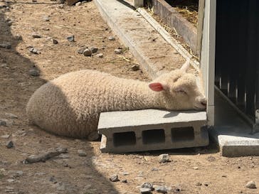 滋賀農業公園ブルーメの丘に投稿された画像（2025/5/6）