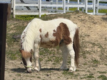 滋賀農業公園ブルーメの丘に投稿された画像（2025/5/6）