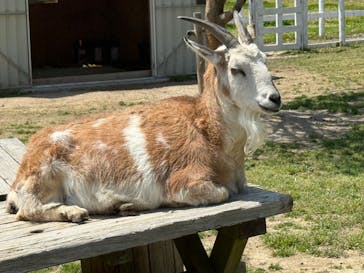 滋賀農業公園ブルーメの丘に投稿された画像（2025/5/6）