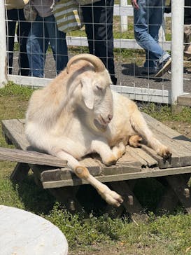 滋賀農業公園ブルーメの丘に投稿された画像（2025/5/6）