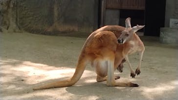 名古屋市東山動植物園に投稿された画像（2025/5/6）