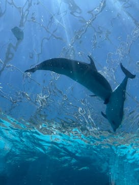 太地町立くじらの博物館に投稿された画像（2025/5/6）