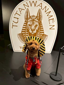 MYSTERY OF TUTANKHAMEN 体感型古代エジプト展に投稿された画像（2025/5/6）