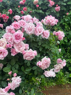 横浜イングリッシュガーデンに投稿された画像（2025/5/6）