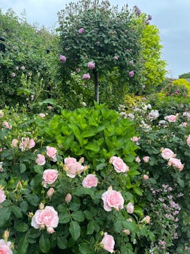 横浜イングリッシュガーデンに投稿された画像（2025/5/6）