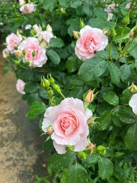 横浜イングリッシュガーデンに投稿された画像（2025/5/6）