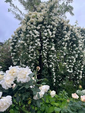 横浜イングリッシュガーデンに投稿された画像（2025/5/6）