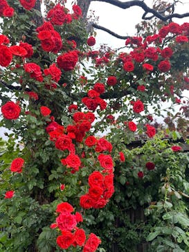 横浜イングリッシュガーデンに投稿された画像（2025/5/6）