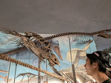 福井県立恐竜博物館に投稿された画像（2025/5/6）