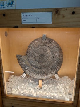 福井県立恐竜博物館に投稿された画像（2025/5/6）