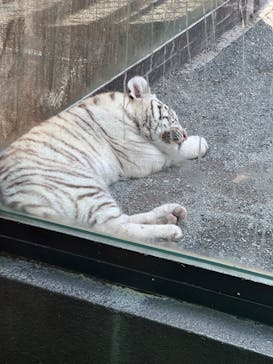 東武動物公園に投稿された画像（2025/5/7）