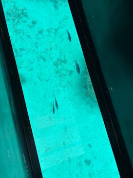 青の洞窟専門店　沖縄ダイビングショップ和に投稿された画像（2025/5/7）