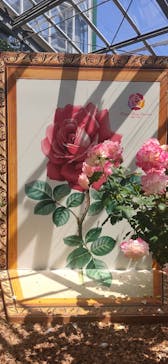 京成バラ園に投稿された画像（2025/5/7）