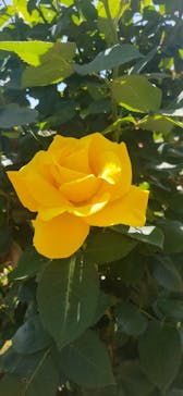 京成バラ園に投稿された画像（2025/5/7）