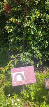 京成バラ園に投稿された画像（2025/5/7）