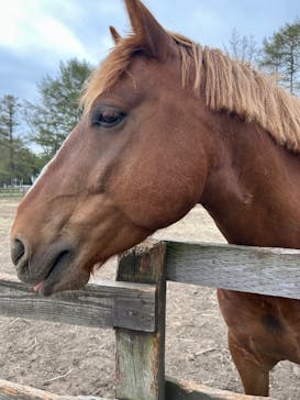 ノーザンホースパークに投稿された画像（2025/5/7）