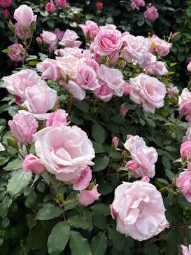 横浜イングリッシュガーデンに投稿された画像（2025/5/7）