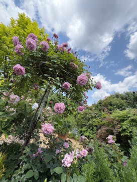 横浜イングリッシュガーデンに投稿された画像（2025/5/7）