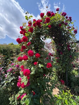 横浜イングリッシュガーデンに投稿された画像（2025/5/7）