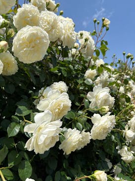 横浜イングリッシュガーデンに投稿された画像（2025/5/7）