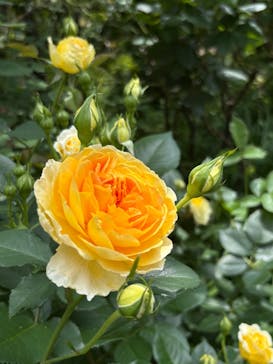 横浜イングリッシュガーデンに投稿された画像（2025/5/7）