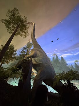 福井県立恐竜博物館に投稿された画像（2025/5/7）