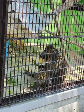 名古屋市東山動植物園に投稿された画像（2025/5/7）