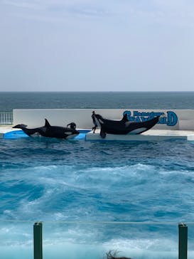 鴨川シーワールドに投稿された画像（2025/5/7）