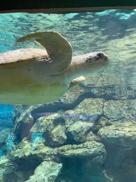 名古屋港水族館に投稿された画像（2025/5/7）