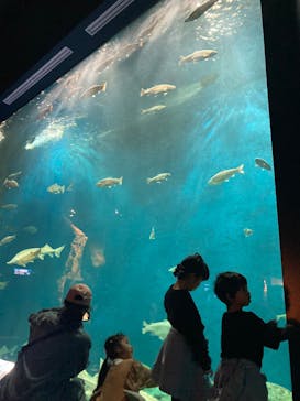 サケのふるさと 千歳水族館に投稿された画像（2025/5/7）