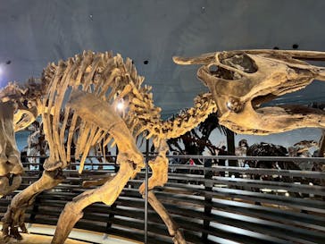 福井県立恐竜博物館に投稿された画像（2025/5/7）