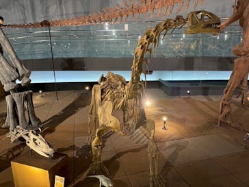 福井県立恐竜博物館に投稿された画像（2025/5/7）