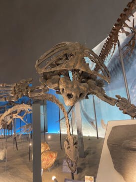 福井県立恐竜博物館に投稿された画像（2025/5/7）