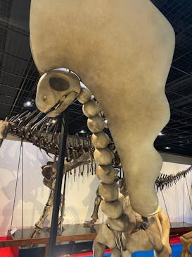福井県立恐竜博物館に投稿された画像（2025/5/7）